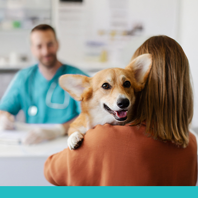 Pets and Productivity: Why Pet Insurance Matters